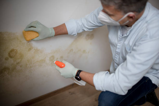 Best Emergency Mold Remediation  in Mililani Town, HI